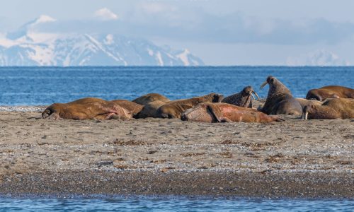 2025-06-27_17-09-18_Svalbard_093-3_1